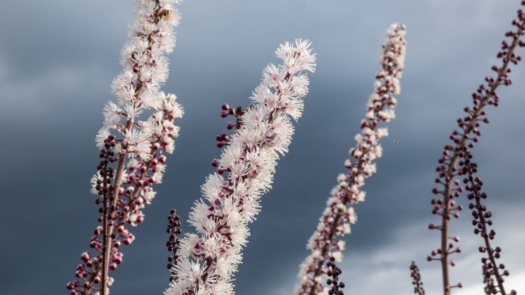 Silberkerze (Actaea)
