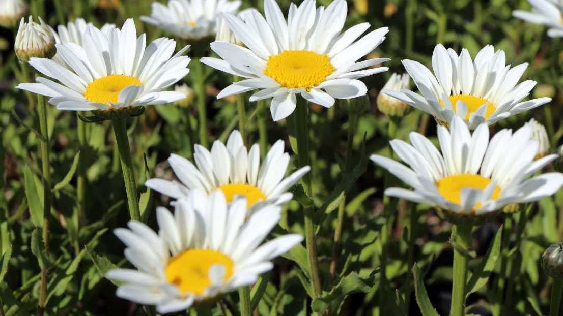 Weiße Sommermargeriten mit gelber Blütenmitte
