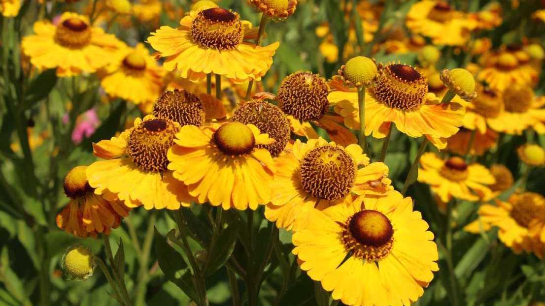 Gelb-orange Blüten der Sonnenbraut mit dunkler Blütenmitte