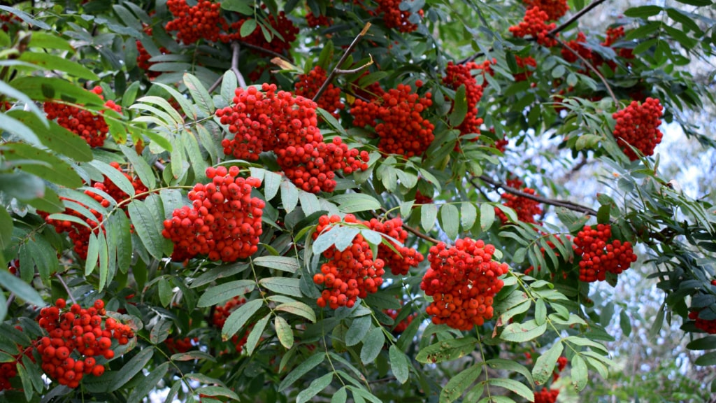 Die roten Beeren der Eberesche bringen Farbe in den Garten.