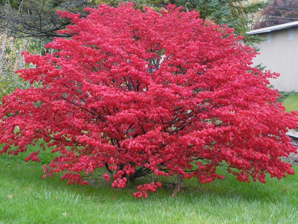 Auch das Rot des Spindelstrauchs überzeugt durch seine Herbstfarben.