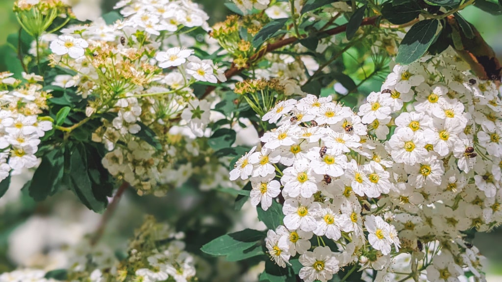 Weiße Blüten der Brautspiere an einem Zweig