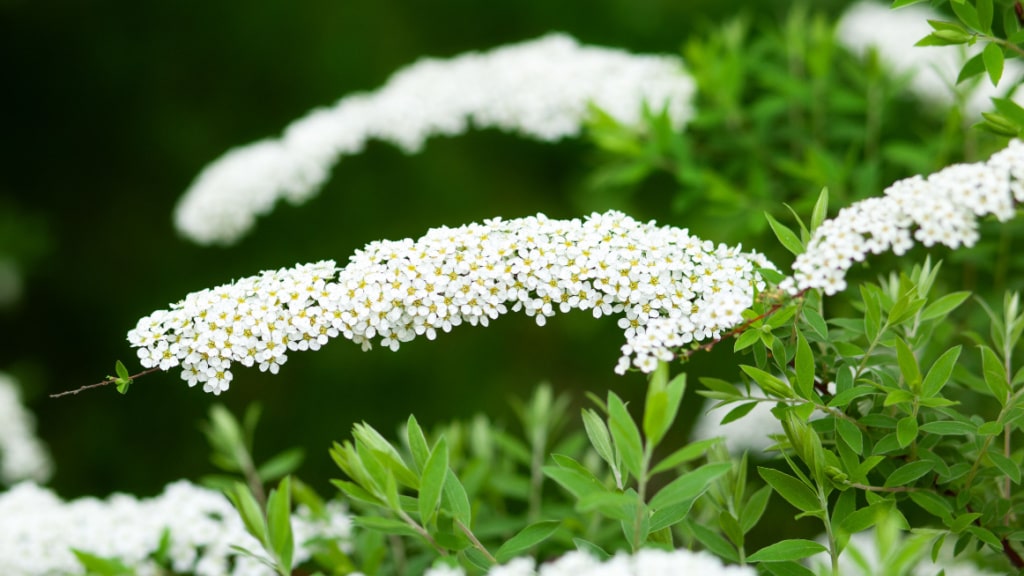 Bogenförmige Zweige der Grauen Spiere mit weißen Blüten
