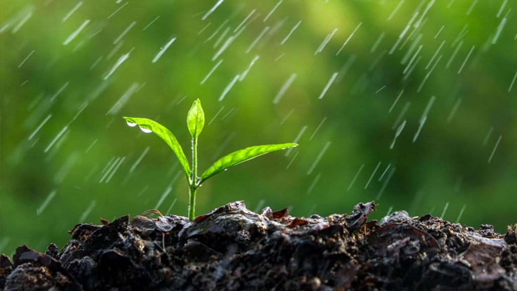 Ein Samen, der von Regenwasser bewässert wird
