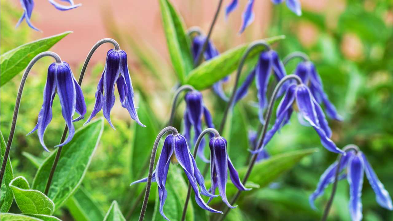 Nickende violette Blüten einer Staudenclematis