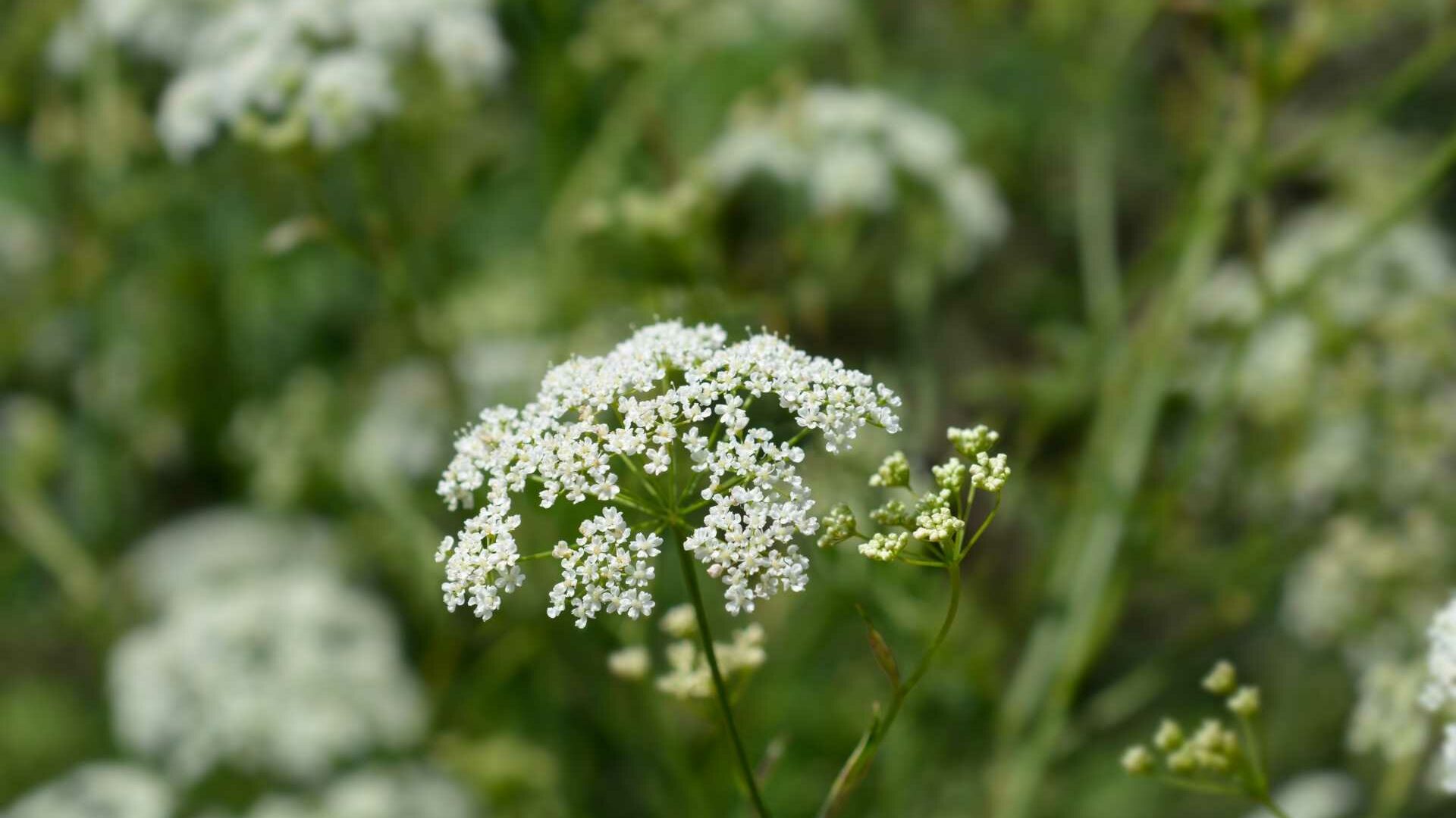 Steinbrech (Saxifraga)
