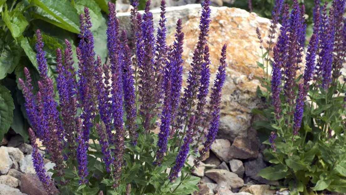 Violette Blütenähren des Steppensalbeis