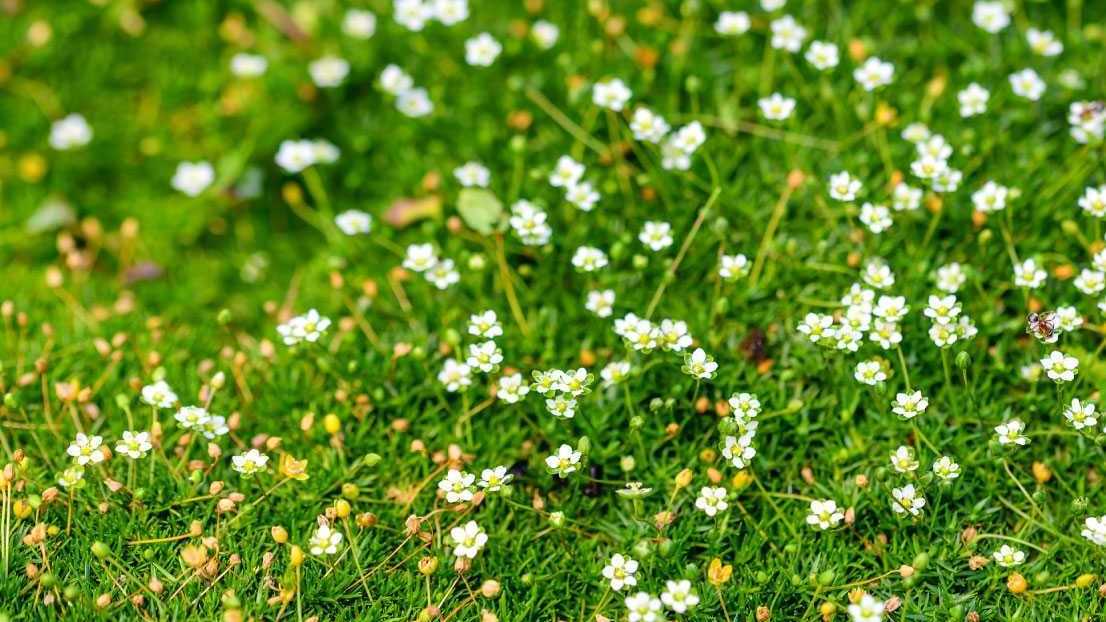 Sternmoos ist kein wirkliches Moos, sondern gehört zur Familie der Nelkengewächse. Die Pflanze gehört zu den blühenden und winterharten Bodendeckern.