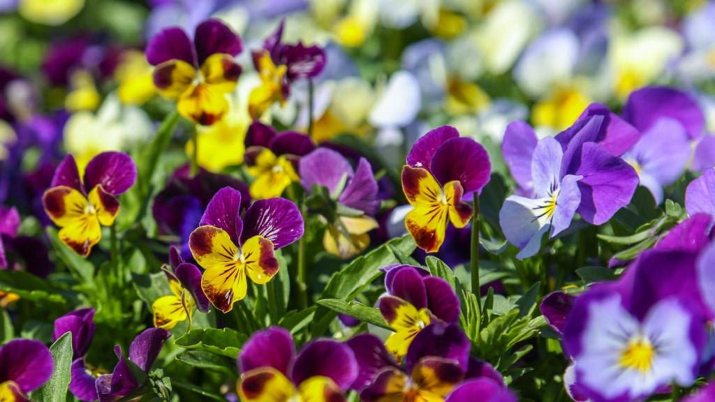 Violette und gelbe Stiefmütterchen in voller Blüte