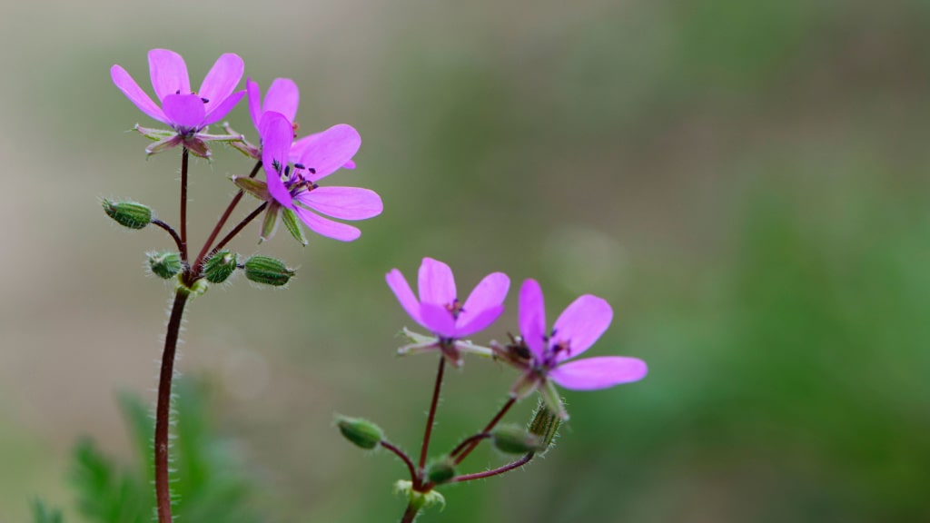 Rosafarbene Blüten des Stinkenden Storchschnabels