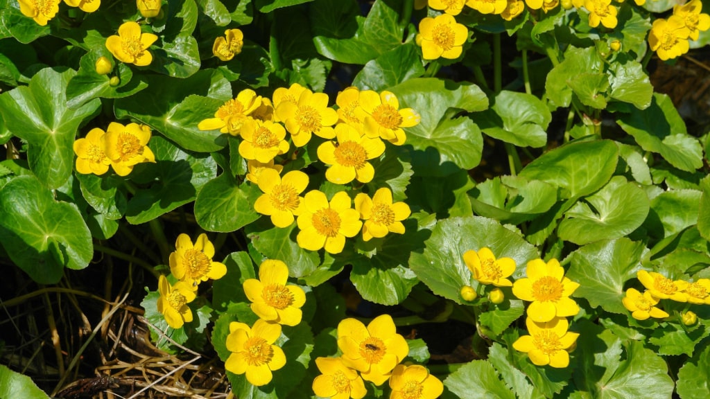 Gelbe Sumpfdotterblumen zwischen grünen Blättern