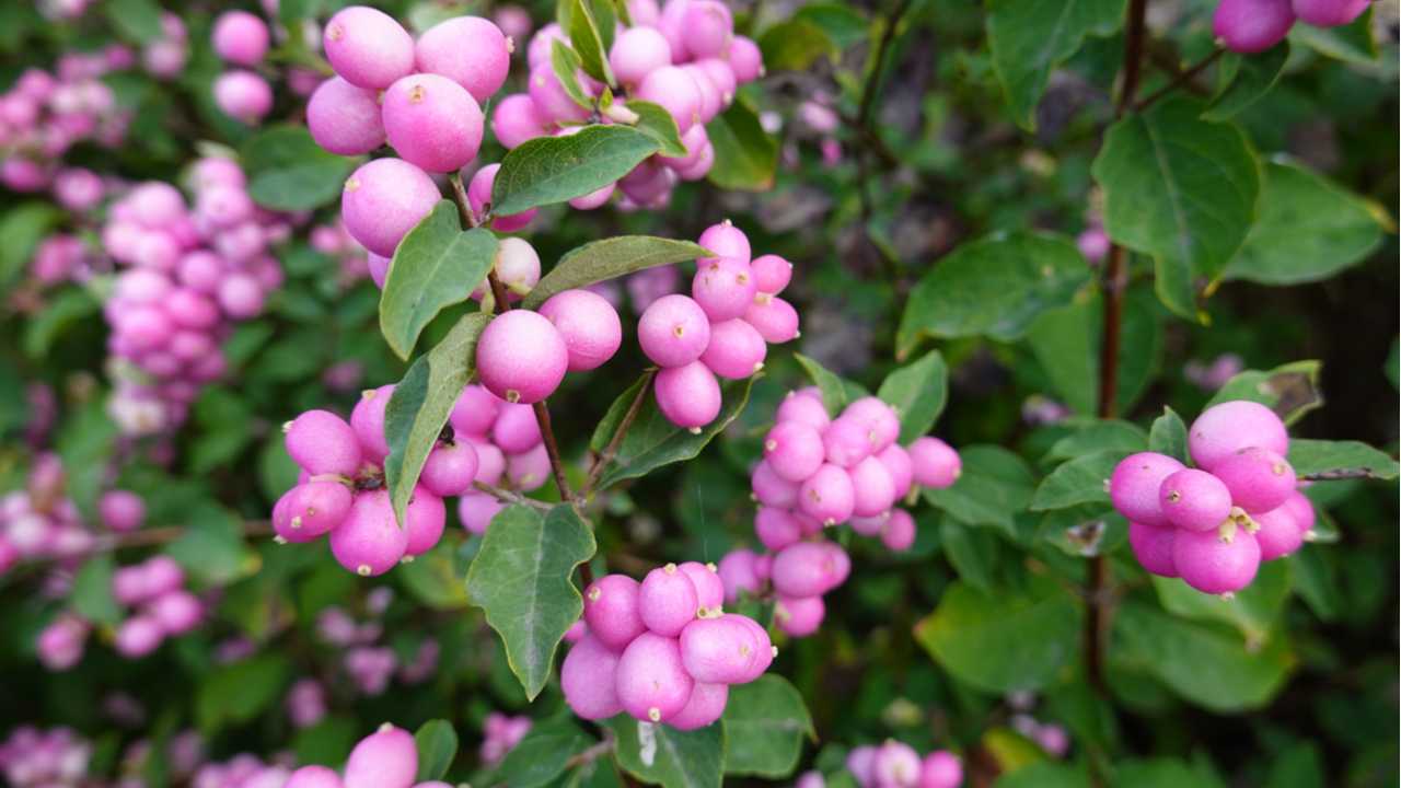 Rosafarbene Beeren der Korallenbeere am Strauch