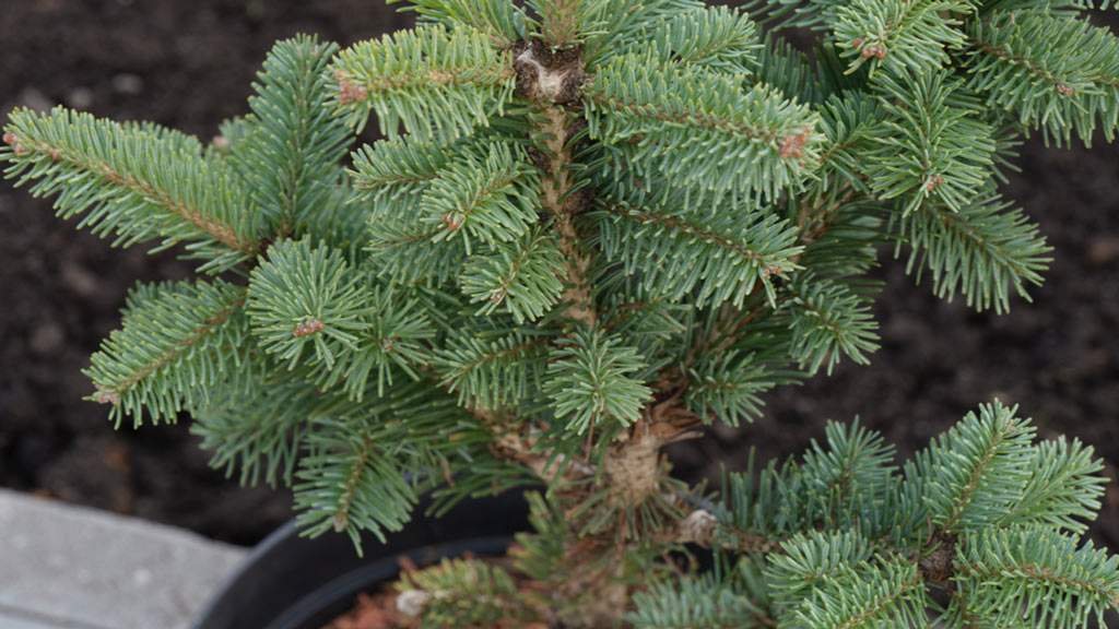 Ein Kugel-Korktanne (Abies lasiocarpa 'Green Globe') in einem Topf im Hintergrund ein Bet 