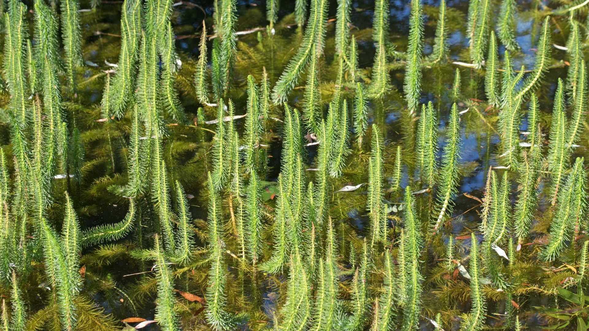 Tannenwedel mit aufrechten grünen Trieben im Teich
