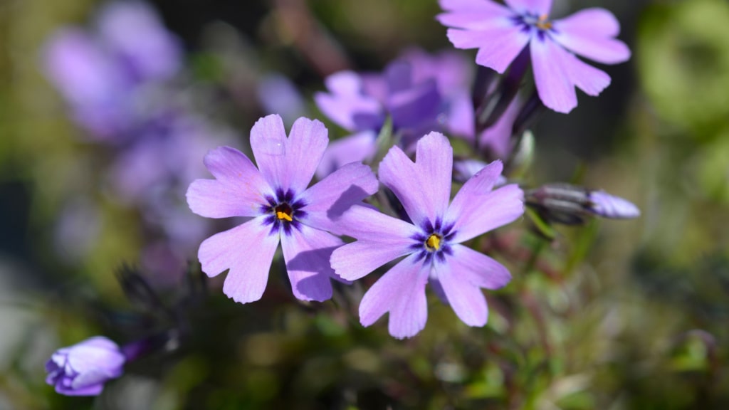 Hellviolette Blüten des Teppich-Phlox