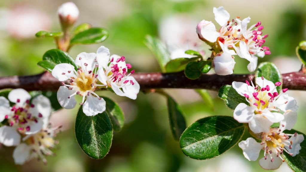 Weiß-rosa Blüten einer Teppichmispel an einem Zweig