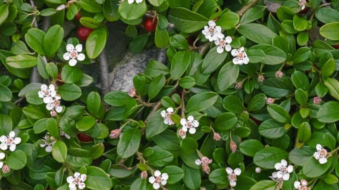 Teppichmispel-Strauch im Garten