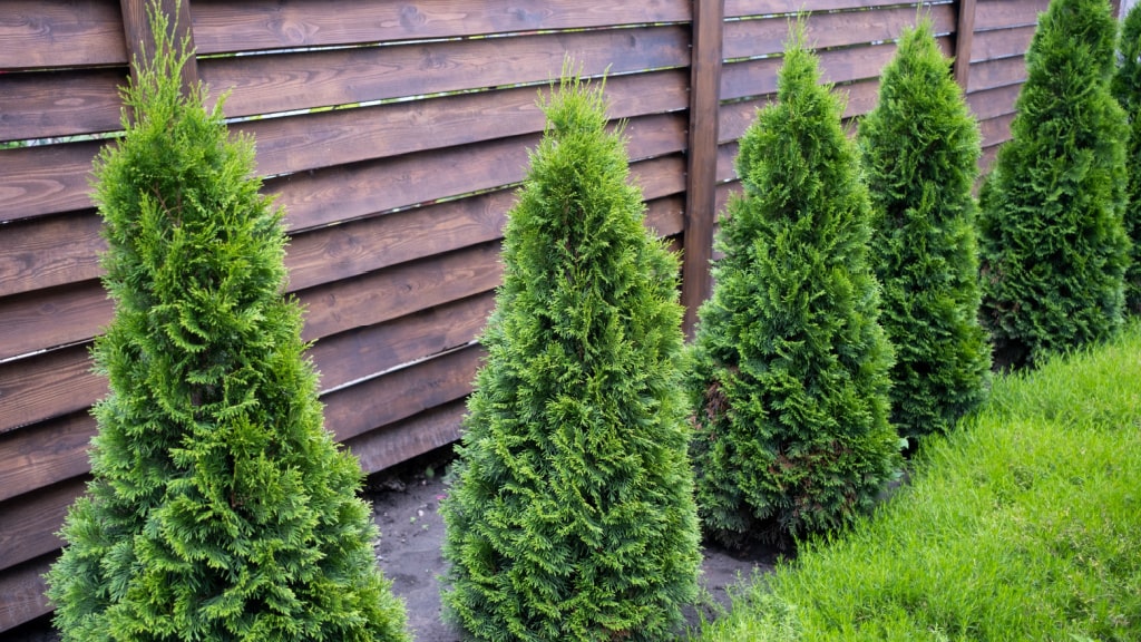 Perfekte Heckenbildner - die dichten Zweige des Thuja Lebensbaums.
