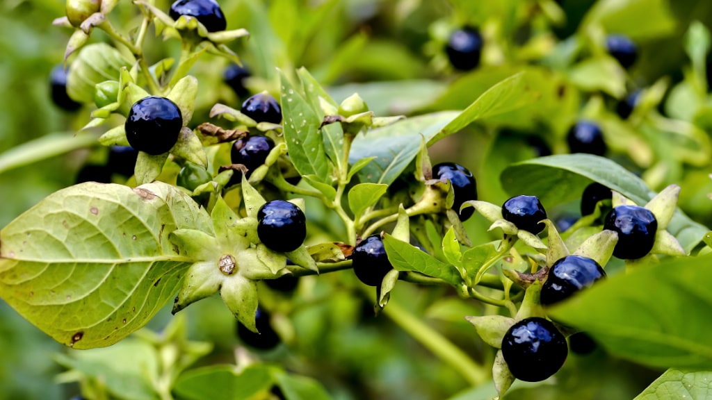 Schwarze Tollkirschen zwischen grünen Blättern