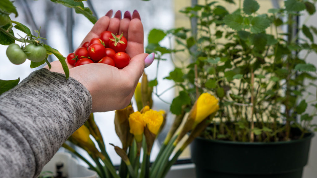 Tomaten im Winter 