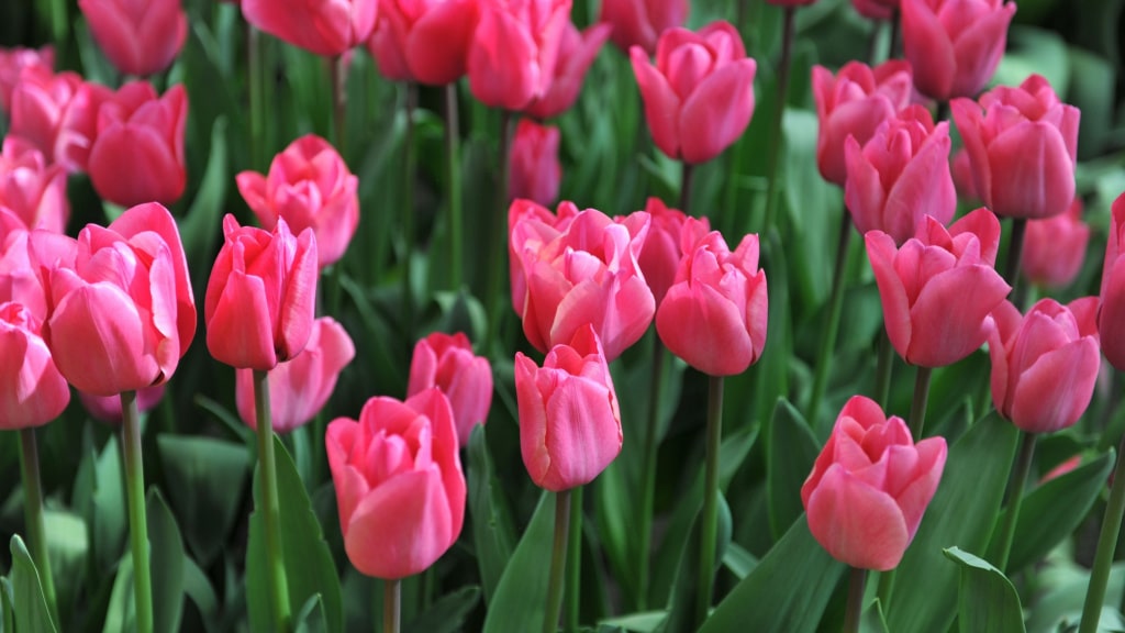 Beet mit rosafarbenen Tulpen