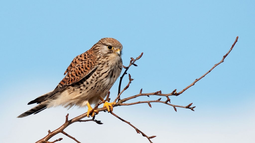 Turmfalke auf einem dornigen Zweig