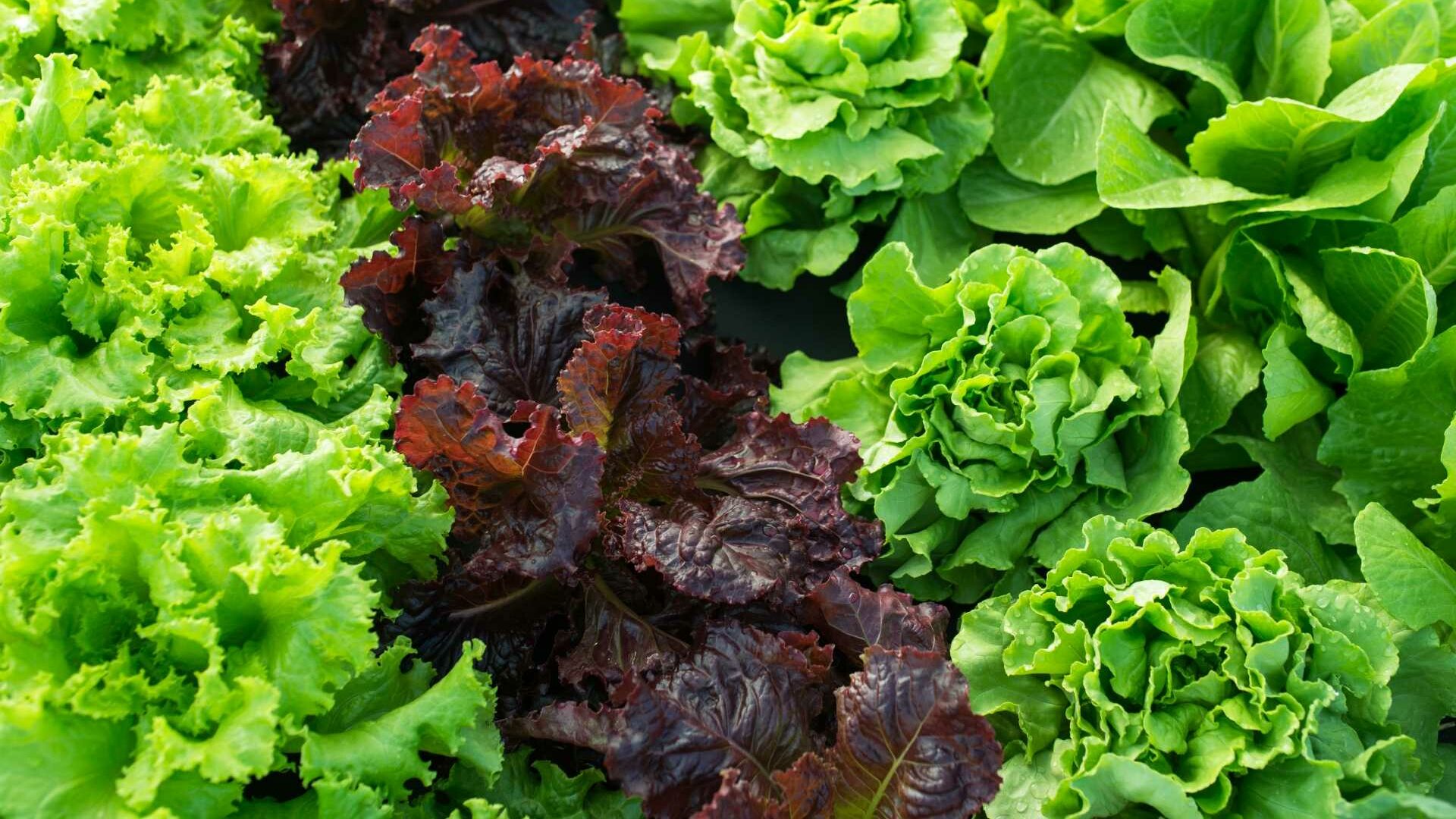 Pflücksalate begeistern mit farbenfrohen Blättern