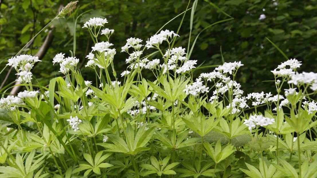 Bodenbedeckender Waldmeister mit weißen Blüten