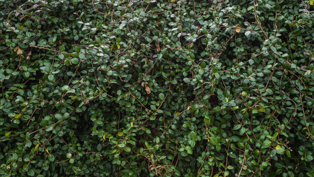 Sichtschutz im Garten durch Rankpflanzen mit buschigem Wuchs.