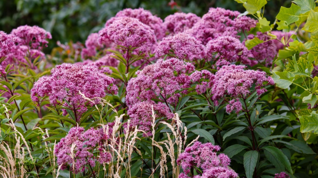 Wasserdost (Eupatorium)