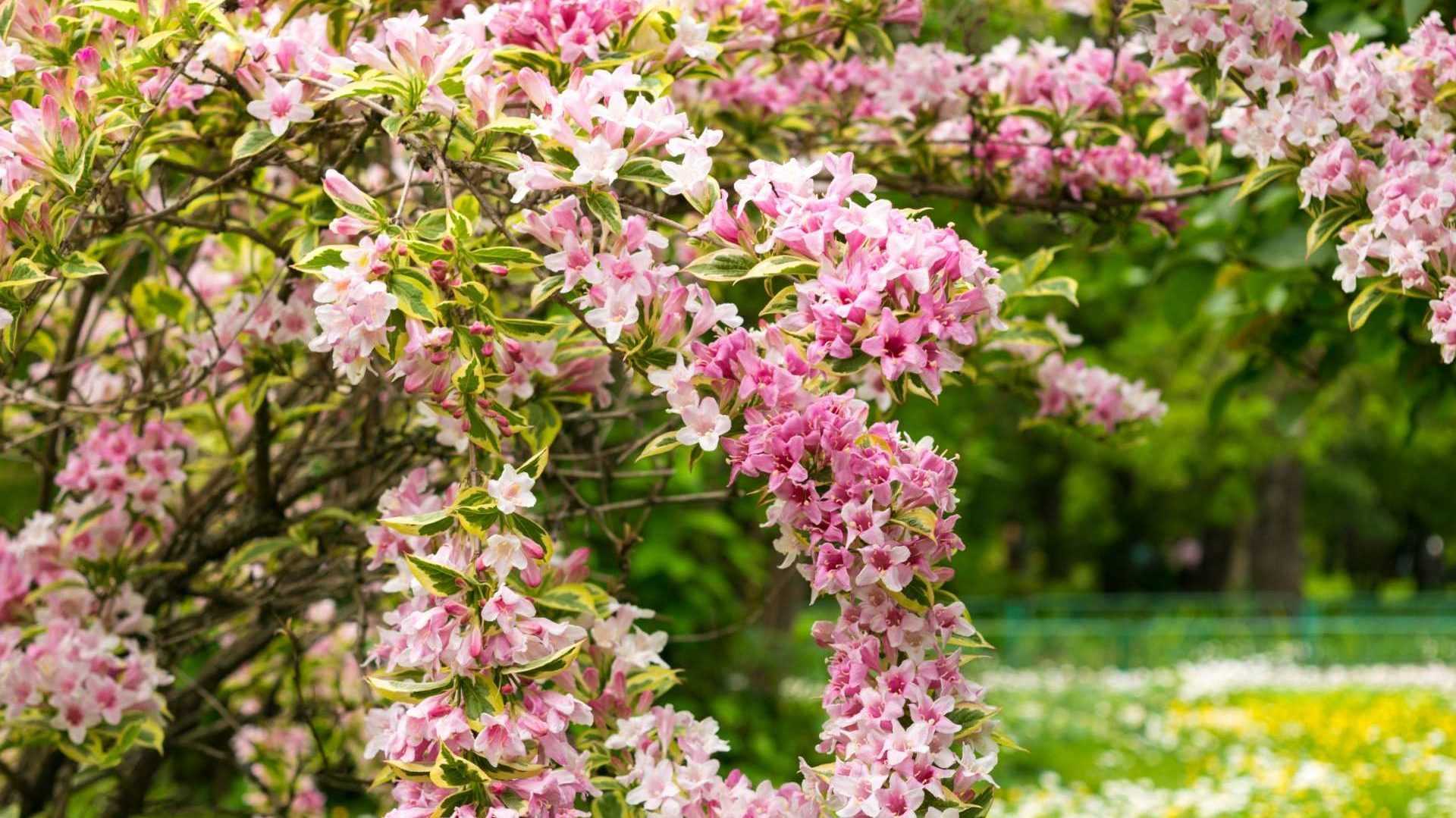 Weigelie Strauch im Garten