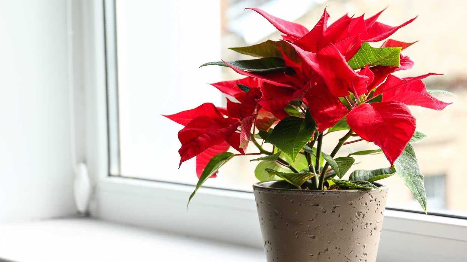 Als Wolfsmilchgewächs zählt auch der Weihnachtstern zu den hoch reizenden bis giftigen Zimmerpflanzen.