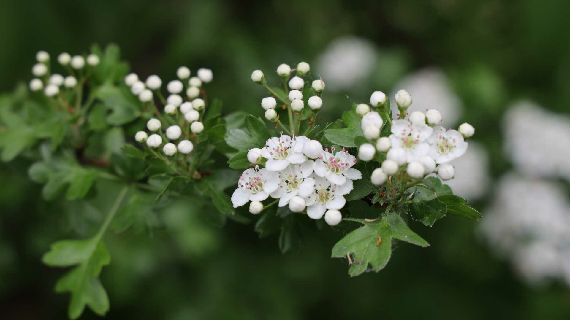 Weißdorn (Crataegus)