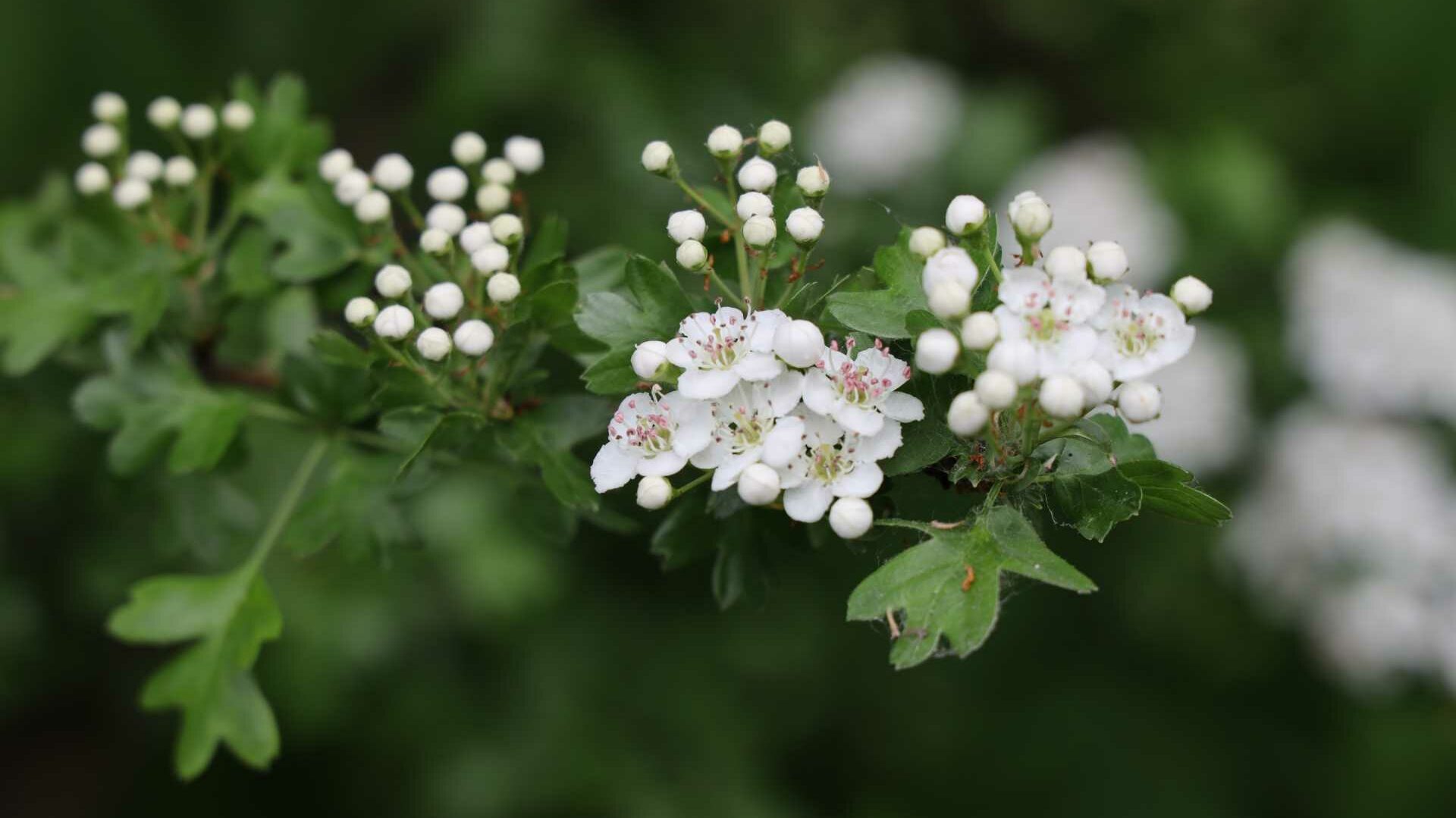 Eingriffeliger Weißdorn (Crataegus monogyna)