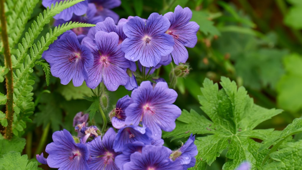 Blaue Blüten des Wiesen-Storchschnabels