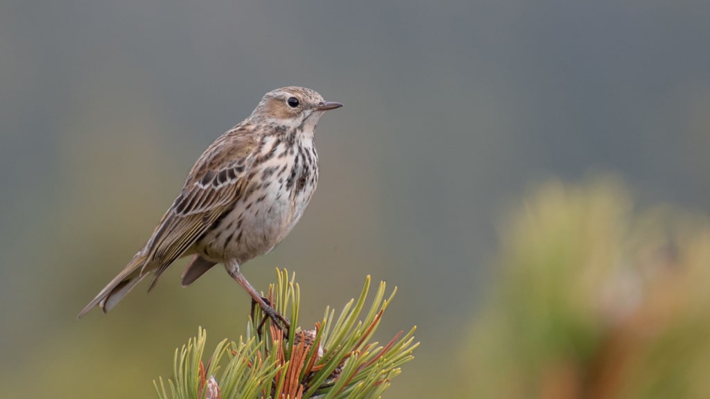 Wiesenpieper auf einem Kieferntrieb