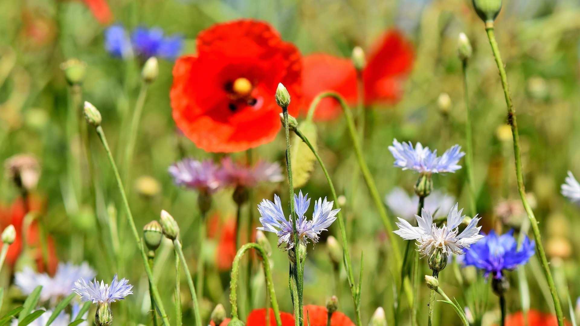 Klatschmohn und Kornblumen auf einer Wildblumenwiese