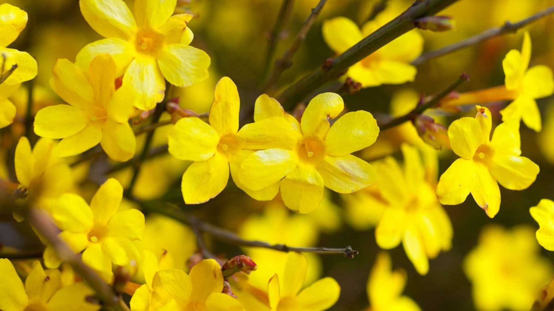 Winterjasmin Pflanze