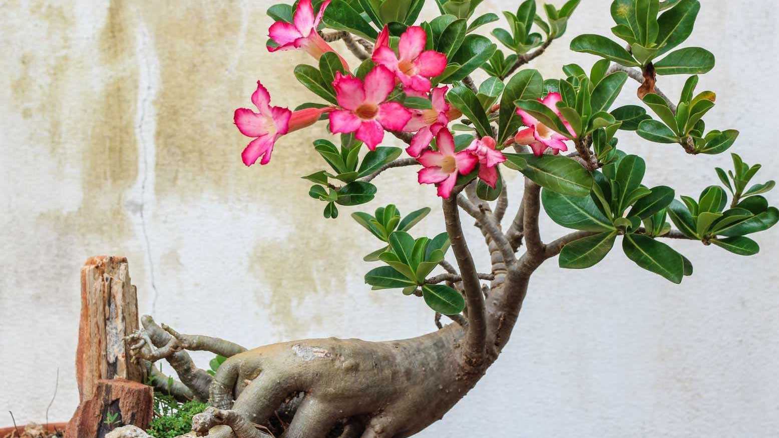 Wie ein kleiner Bonsai kommt die hübsche afrikanische Wüstenrose daher aber gehört auch zu giftigen Zimmerpflanzen für Hunde.
