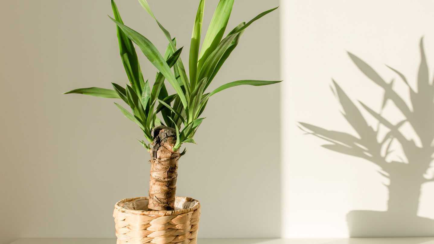 Schöne Yucca Palme in geflochtenem Topf.