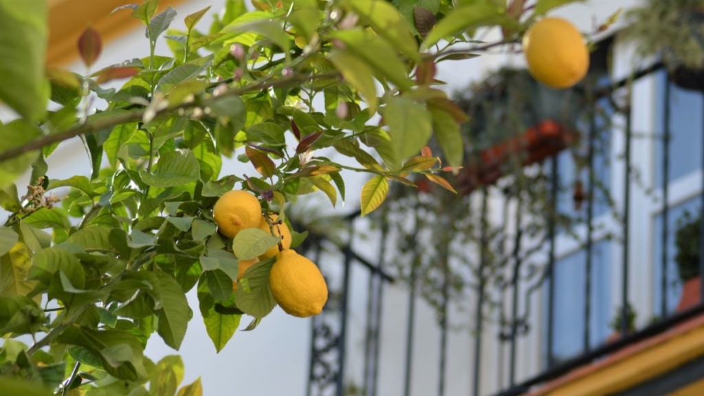 Mehrere reife Zitronen an einem Zitronenbaum vor einer Hausfassade