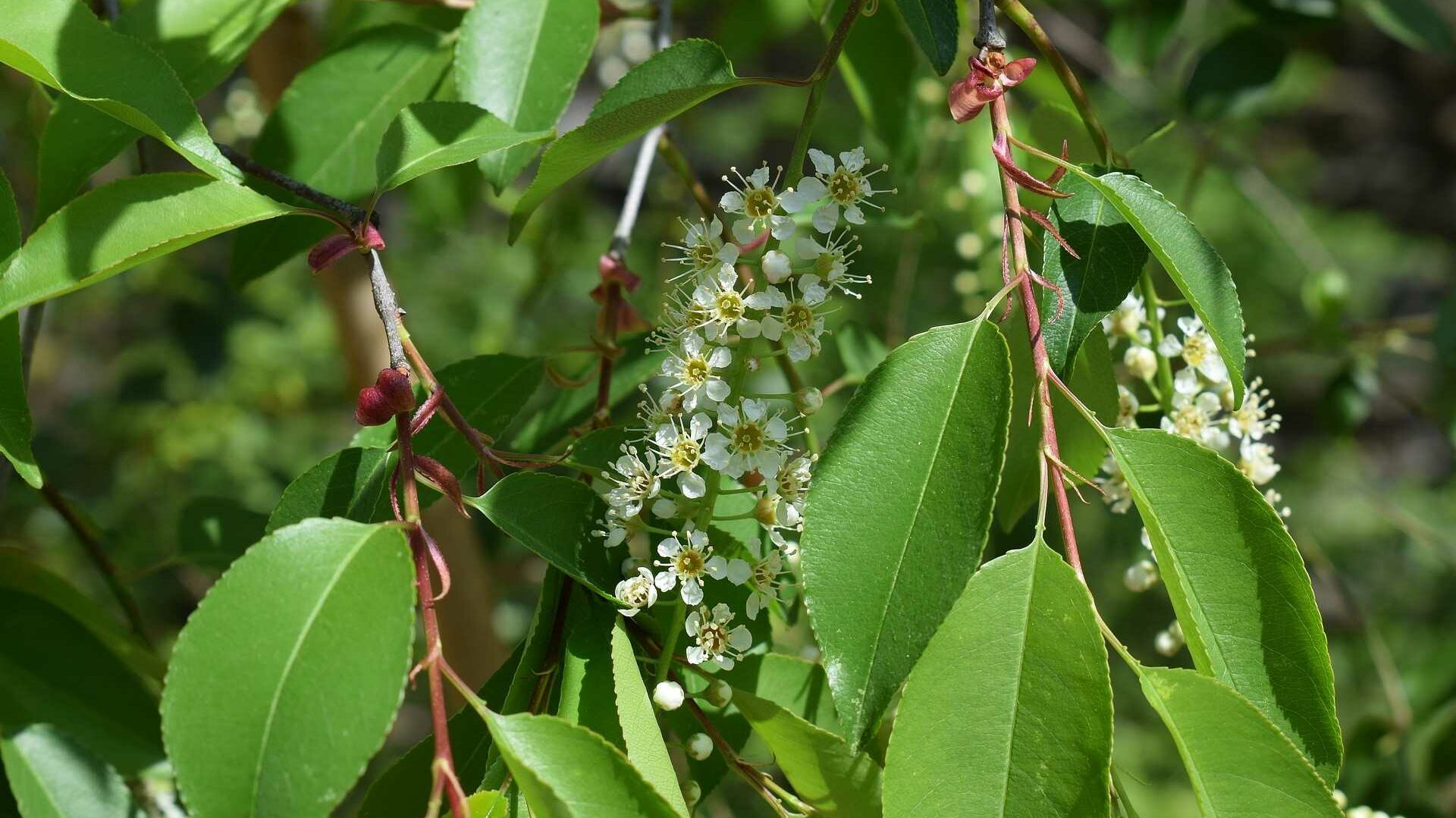 Weiße Blüten der Apfelbeere zwischen grünen Blättern