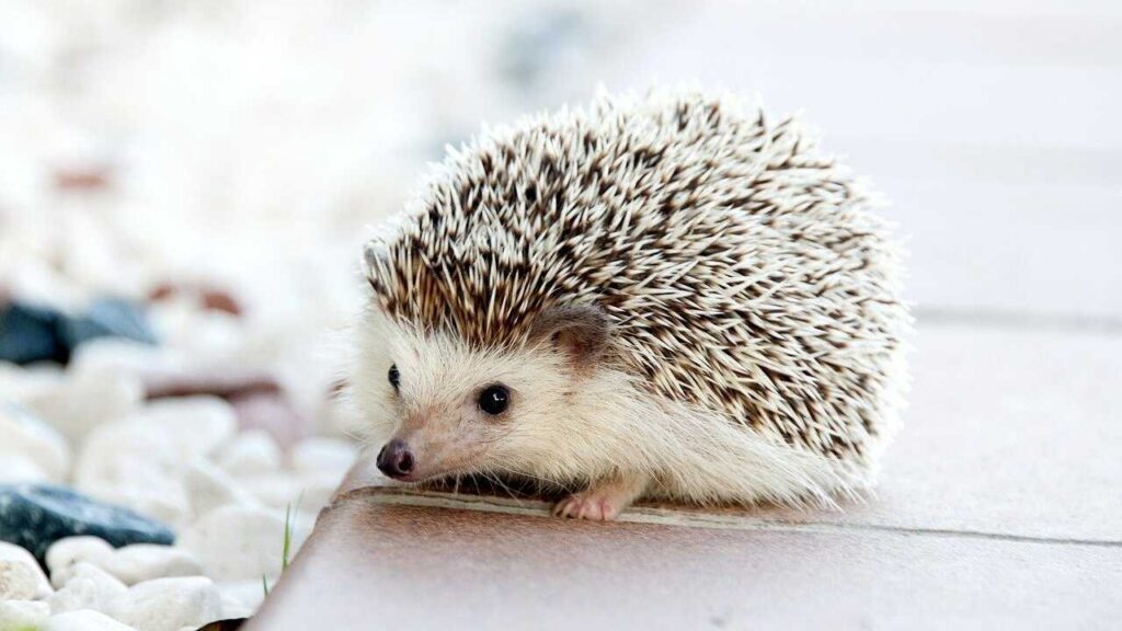 Igel befinden sich nicht nur in deinem Garten, sie eignen sich sogar zum Haustier. Die kleinen Tiere können bei richtiger Pflege auch zutraulich werden und sich sogar streicheln lassen.
