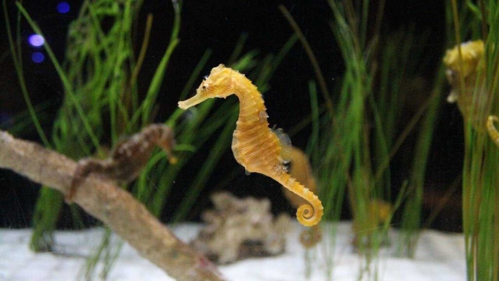 Seepferdchen sind ein wahrer Hingucker im Aquarium. Man sollte sich zuvor aber gut erkundigen, unter welchen Umständen sie in dein Aquarium einziehen können. Schon bei geringen Veränderungen, können hier große Schäden entstehen.