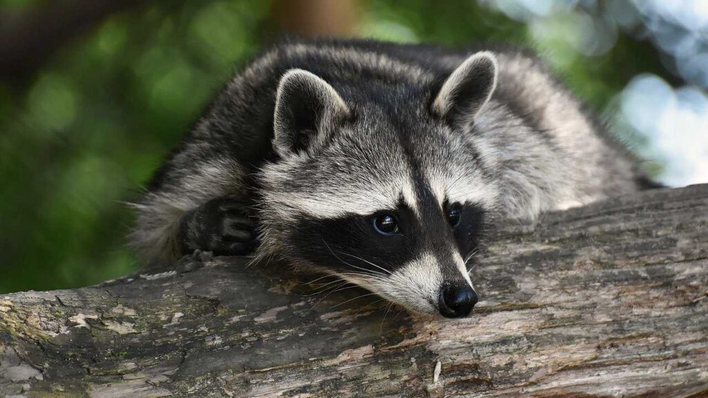 Außergewöhnliche Haustiere meint nicht unbedingt, dass man diese Tiere auch wirklich bei sich aufnehmen sollte. Theoretisch wäre es zwar möglich, einen Waschbären zu halten. Es sollte jedoch bedacht werden, dass es sich hier um ein Raubtier handelt, welches sich nicht zähmen lässt.