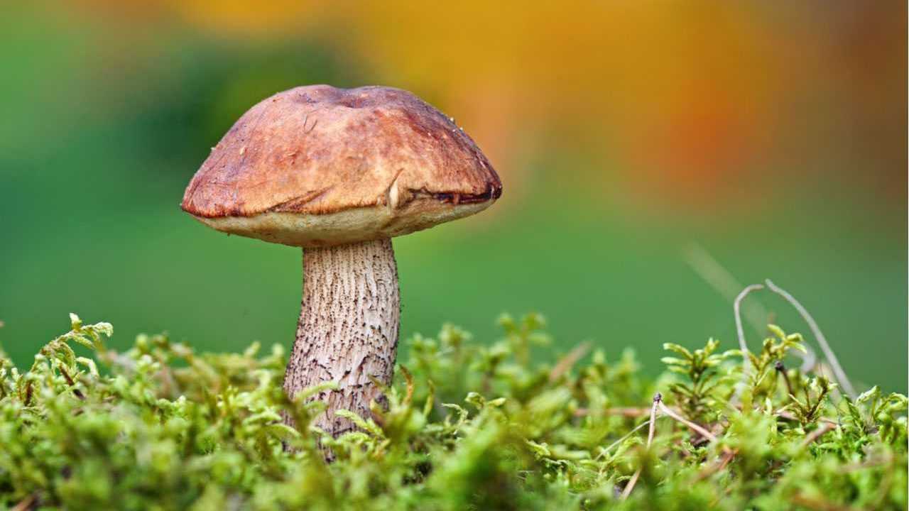 Birkenpilz in der Natur