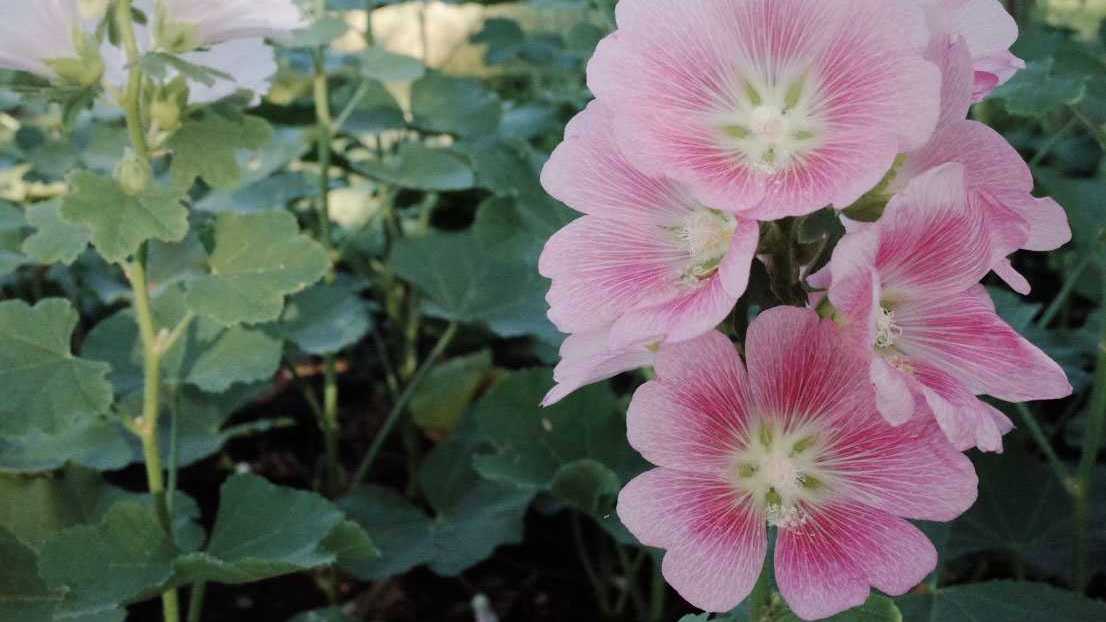 Rosafarbene Blüten der Buschmalve