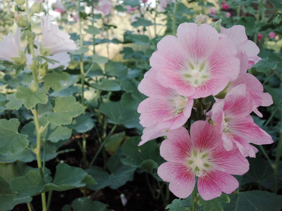 Rosafarbene Blüten der Buschmalve