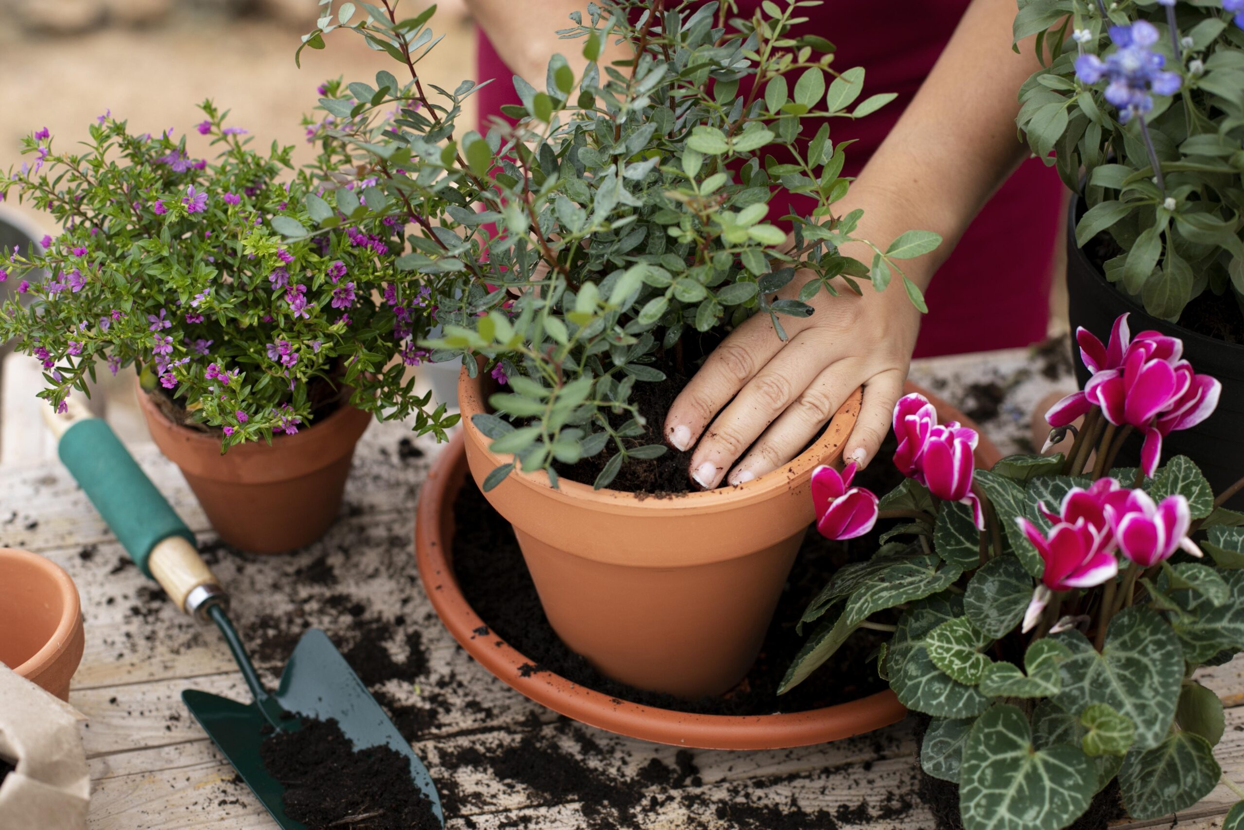 Hand pflanzt Blume in einen Topf
