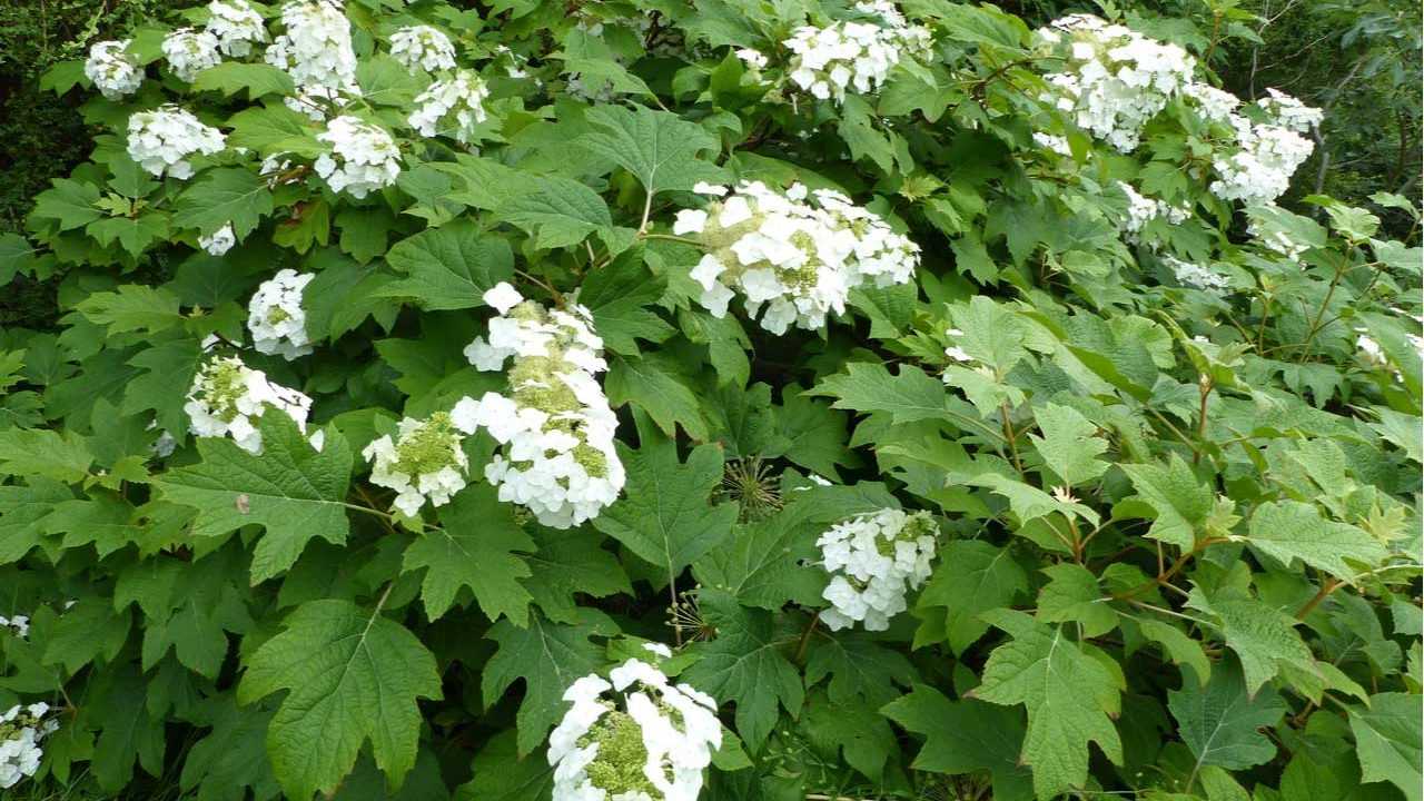 Eichenblatt Hortensie im Garten